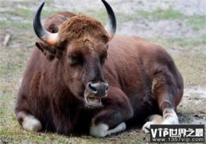 世界上体型最大的牛—印度野牛 体长可达3.3米