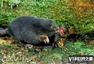 动物界中速度最快的猎食者 星鼻鼹鼠 1/4秒完成捕食