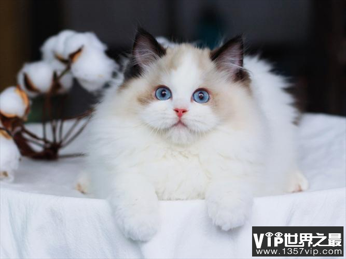 布偶猫是世界上颜值最高的猫 是非常理想的家养宠物