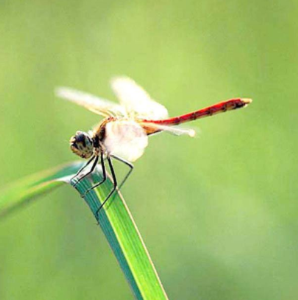 世界十大昆虫之最 地球上最昆虫排行榜
