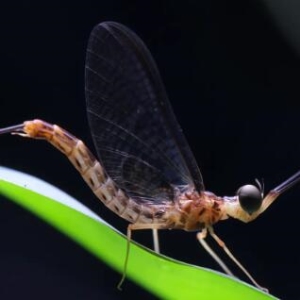 世界十大昆虫之最 地球上最昆虫排行榜