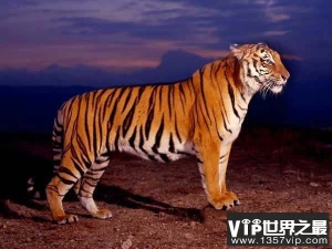 世界上最小的老虎，迷你巴里虎已经灭绝