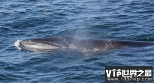 世界上游泳最快的鲸鱼，塞鲸时速达65千米