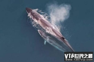 世界上游泳最快的鲸鱼，塞鲸时速达65千米