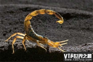 世界上毒性最强的蝎子，非巴勒斯坦毒蝎莫属