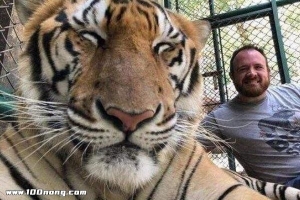老虎眼中的人类可怕吗？老虎的寿命一般多少年