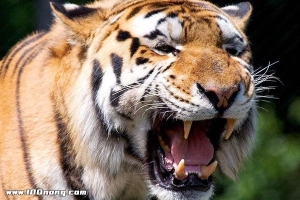 老虎眼中的人类可怕吗？老虎的寿命一般多少年