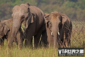 亚洲体型最大的陆地动物，亚洲象体长达6米
