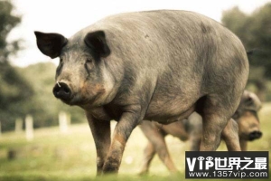 世界上最好的猪品种，伊比利亚黑猪居第一