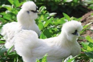 世界上最好的宠物鸡，丝羽乌骨鸡中国特有