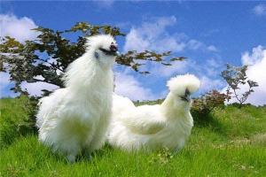 世界上最好的宠物鸡，丝羽乌骨鸡中国特有