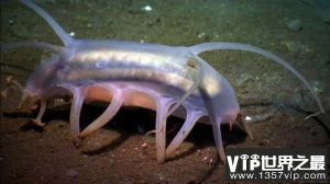 世界上最难看的海洋生物，非海猪莫属！
