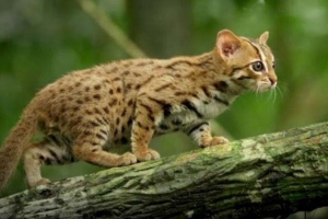 世界上体型最小的猫科动物——锈斑豹猫
