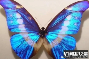 世界上最美的蝴蝶 光明女神蝶造型漂亮(比较稀有)
