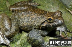 世界上最有营养的蛙类 棘胸蛙中国特有野生蛙