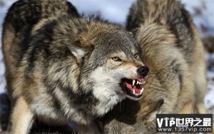 现存最大的灰狼是什么狼  最大的个体有多大