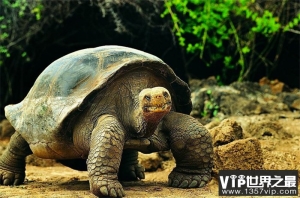 俗话说“千年王八万年龟” 最长寿的乌龟究竟能活多少岁
