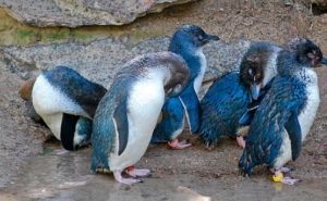 世界上最小的企鹅 小蓝企鹅身高不足半米 生有漂亮的蓝色羽毛