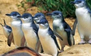世界上最小的企鹅 小蓝企鹅身高不足半米 生有漂亮的蓝色羽毛