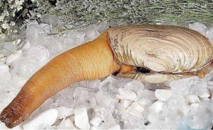 南极巨虫专吃腐烂的食物,南极巨虫对人类有危害吗