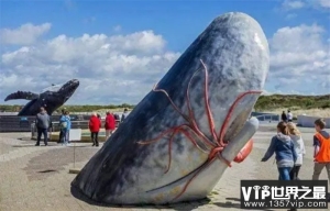 作为现存最大的齿鲸 抹香鲸为何要跟大王乌贼过不去