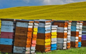 空蜂箱怎么引来蜜蜂？蜜蜂是昆虫吗