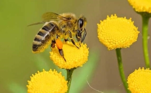 空蜂箱怎么引来蜜蜂？蜜蜂是昆虫吗