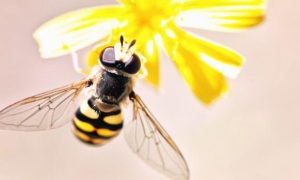 世界上最大的蜜蜂叫什么？蜜蜂的翅膀有什么特点