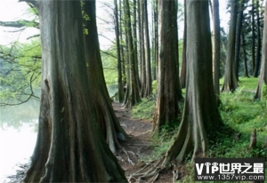 世界上长得最快的树 一年能长5m左右（树木生长）