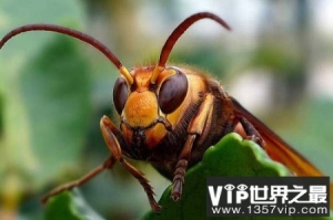 世界上最大的马蜂，其体长达到6厘米