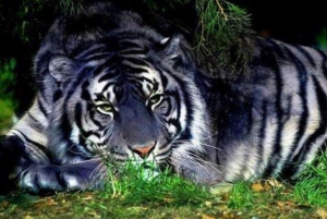 中国稀有虎类黑蓝虎之谜，蓝色的老虎(濒临灭绝/图片)