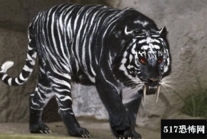中国黑蓝虎灭绝之谜