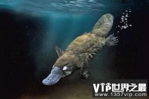 世界上最古老的哺乳动物，鸭嘴兽