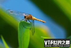 世界上速度最快的昆虫，澳洲蜻蜓时速达58千米