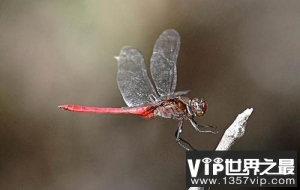 世界上速度最快的昆虫，澳洲蜻蜓时速达58千米