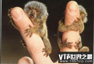 世界上最小的猴子有多小？侏狨仅有手指头大小