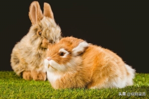 养兔子对人有哪些影响？养兔子有哪些注意事项？
