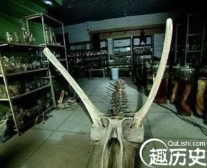 1934年在营口发现了一具与传说中的龙极相似的骨骼是真的吗