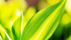 植物叶子发黄是什么原因