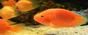 摄图网_305856587_鱼血鹦鹉cichlid橙子AfricanCichlid鱼在水下族馆游泳（企业商用）_副本.jpg