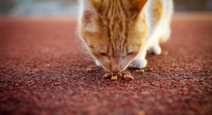 为什么不建议给猫一直有猫粮（猫粮不能长期作为主食）(3)
