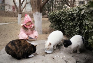 为什么不建议给猫一直有猫粮（猫粮不能长期作为主食）(4)