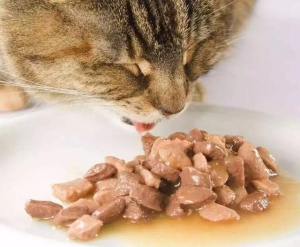 为什么不建议给猫一直有猫粮（猫粮不能长期作为主食）(8)