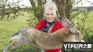 世界上最大的网红兔子，大流士体长1.28米