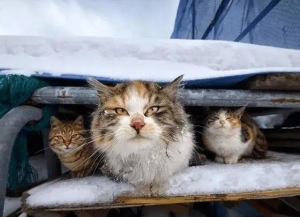 猫咪怕冷怎么补救（猫咪怕冷的迹象）(2)