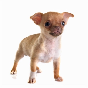 吉娃娃狗品种（世界上最小的狗品种）(4)
