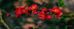 摄图网_500286534_美丽多彩的海棠花（企业商用）.jpg