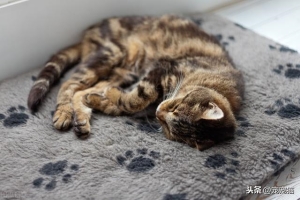 猫咪睡着为什么会缩成一团（猫睡觉时为什么要缩成一团）(1)