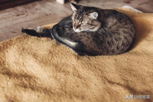 猫咪睡着为什么会缩成一团（猫睡觉时为什么要缩成一团）(2)