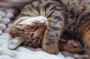 猫咪睡着为什么会缩成一团（猫睡觉时为什么要缩成一团）(3)